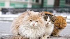 Kako doseči mačko v nesramnih rokah